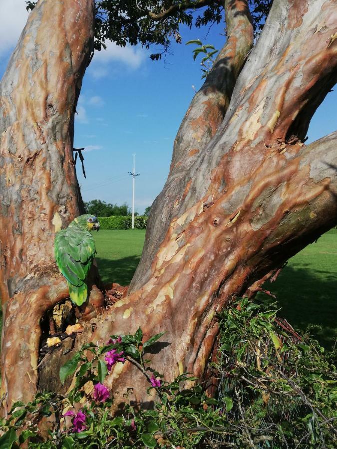 Villa Alejandra Del Quindio Calarcá Dış mekan fotoğraf